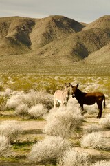 donkeys in the mountain desert