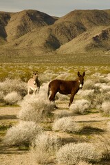 donkeys foraging on the mountain