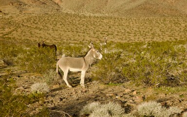 wild burros in the desert mountains