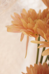 Peach Chrysanthemum Bouquet Close-Up