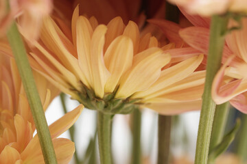 Peach Chrysanthemum Bouquet Close-Up