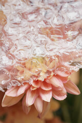 Peach Chrysanthemum Bouquet Through Bubble Wrap Close-Up