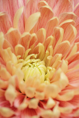 Peach Chrysanthemum Bouquet Close-Up