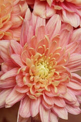 Peach Chrysanthemum Bouquet Close-Up