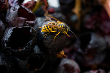 Wasps Feeding on Overripe Grapes in Vineyard