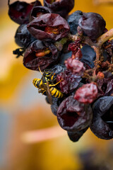 Wasps Feeding on Overripe Grapes in Vineyard