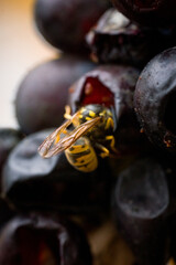 Wasps Feeding on Overripe Grapes in Vineyard