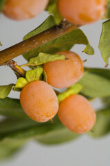 Branch with Mini Persimmon Fruits on White Background