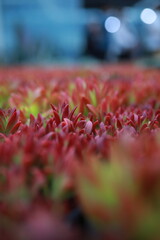 autumn leaves in the garden