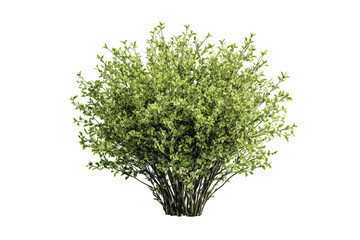Lush green foliage of a dense garden shrub with vibrant leaves, isolated plant for landscaping design isolated on transparent background