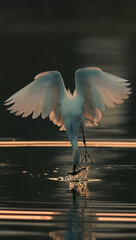 flying bird in the sky