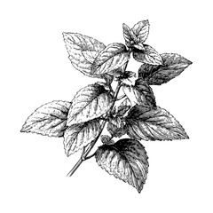 Intricate hand-drawn sketch of a mint plant branch with detailed leaves, monochrome ink style, isolated on white background, concept of botanical art