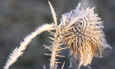 Obraz premium Plants and grass covered with frost crystals in a field on a winter day in the light of a soft sun.