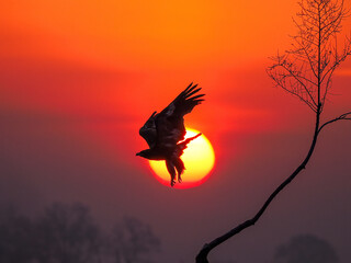 eagle in the sunset
