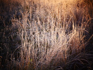 Fototapeta premium Plants and grass covered with frost crystals in a field on a winter day in the light of a soft sun.