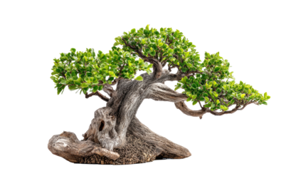 Bonsai Tree on Transparent Background