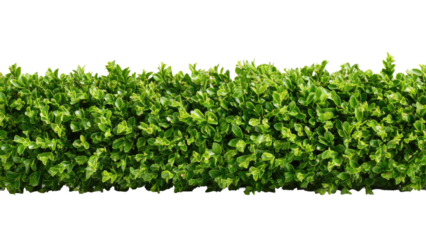 Boxwood Hedge Isolated