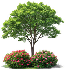 Lush, vibrant deciduous tree with dense green foliage and a sturdy brown trunk stands prominently above blossoming pink bushes, digitally rendered with soft, isolated on transparent background.