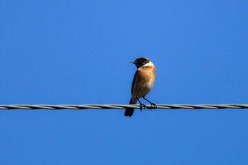 European Stonechat (Saxicola rubicola) Perched on an Electric Power Line