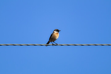 European Stonechat (Saxicola rubicola) Perched on an Electric Power Line