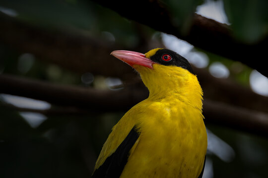 Black-naped oriole bird who always looks beautiful