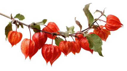 Physalis alkekengi branch with transparent background