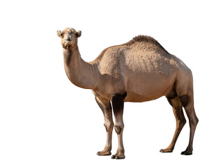 Standing camel in desert isolated on transparent background