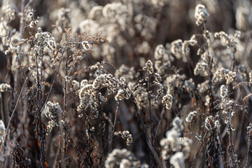 Dry wild plants with fluffy seed heads stand in soft autumn light. The shallow focus highlights texture and seasonal transition in nature.