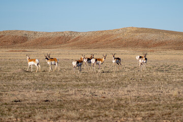 herd of antelope © High Desert Fine Art