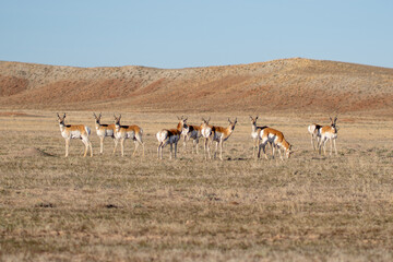 herd of antelope