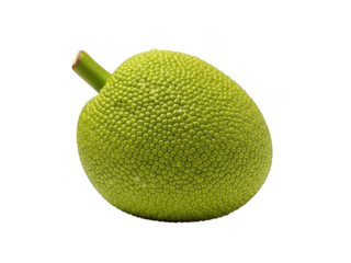 Single jackfruit on white background isolated on transparent background
