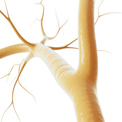 Close up of a yellow nerve fiber with branching dendrites with Transparent Background