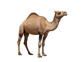 Standing camel in desert landscape isolated on transparent background