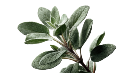 Sage Plant Branch on Isolated Background