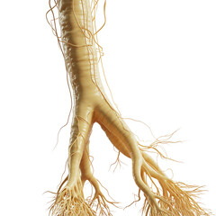 Yellow nerve structure with Transparent Background