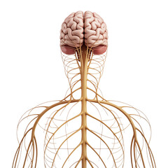 Human Brain and Nervous System with Transparent Background