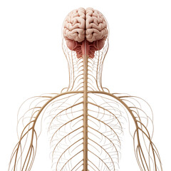 Human brain and nervous system with Transparent Background