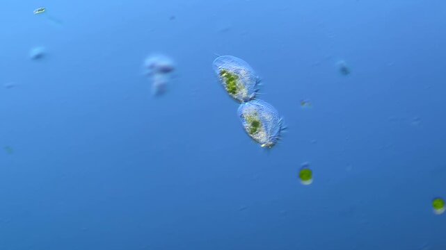 Ciliates cell division under the microscope at 100x Magnification
