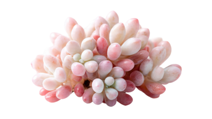 Succulent Pachyphytum Oviferum Isolated