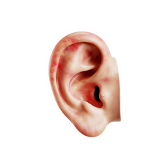 Human Ear Model With Pink Tones with Transparent Background