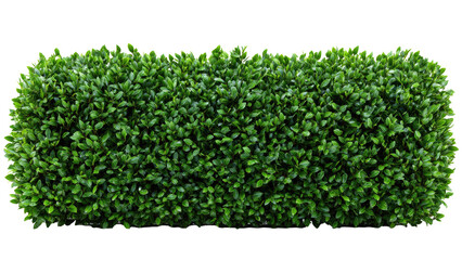 Trimmed Green Bush on Transparent Background