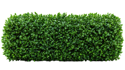 Trimmed Green Bush on Transparent Background