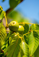 Walnuts ripened on the tree. Walnuts growing on a tree, close-up. Harvest nuts in the garden in autumn.