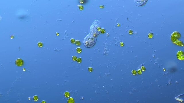 Ciliates cell division under the microscope at 100x Magnification