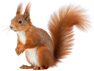 Fototapeta premium Adorable reddish-brown European red squirrel with fluffy fur and a curious expression, standing on its hind legs and holding a small nut in its paws, presented, isolated on transparent background.