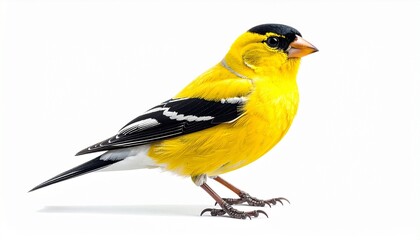 American Goldfinch on White Background