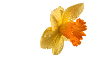 A vibrant yellow and orange daffodil with glistening water droplets, symbolizing spring's renewal and the beauty of nature's delicate creations on a clean white background