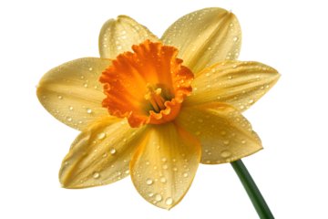 Close-up shot of a vibrant yellow daffodil flower with a bright orange trumpet, covered in water droplets, isolated on a pure white background