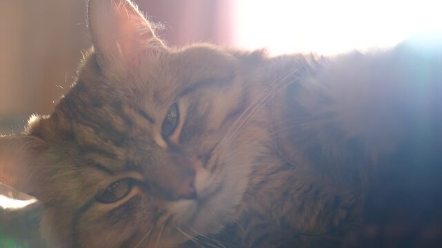 Tabby cat lay loose, lounging comfortably at the window on a sunny day. Soft morning light, easy fresh breeze, enjoying sun beam. Sunlit room. Funny pets. Calmness
