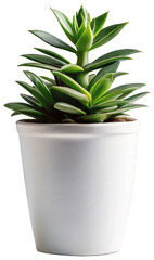 Vibrant green succulent plant with fleshy leaves and a budding flower stalk, potted in a smooth, white ceramic container, stands upright with natural lighting, isolated on transparent background.